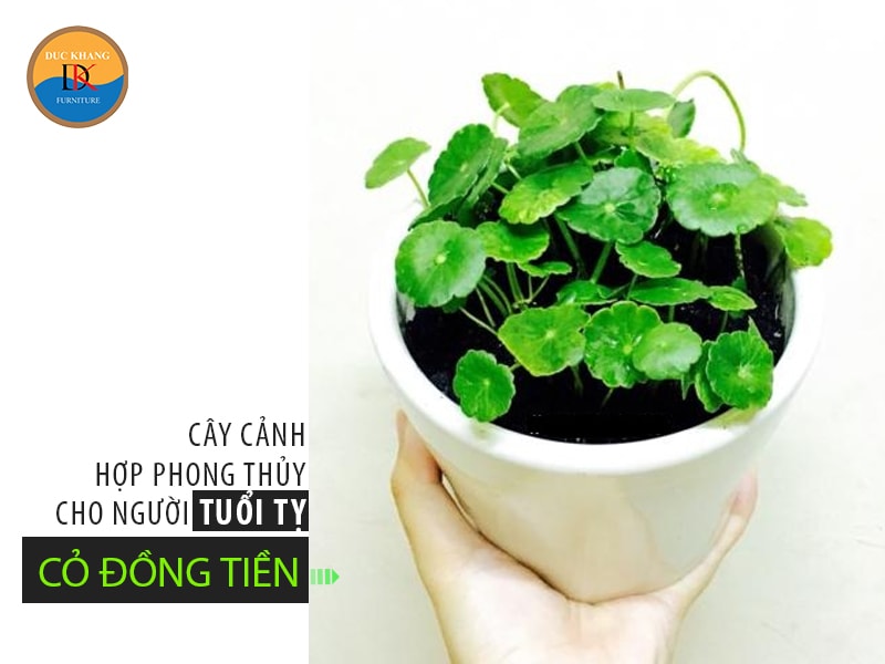 Chọn cây cảnh hợp phong thủy cho người tuổi Tỵ