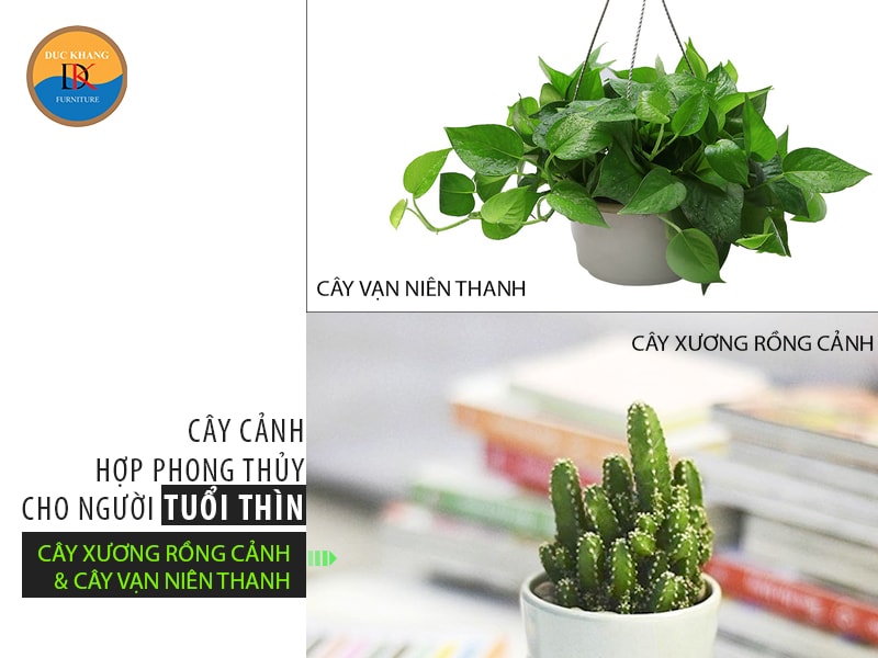 Chọn cây cảnh hợp phong thủy cho người tuổi Thìn