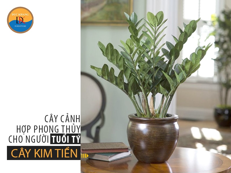 Chọn cây cảnh hợp phong thủy cho người tuổi Tý