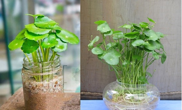 Cách bố trí cây rau má thủy sinh trong phòng làm việc