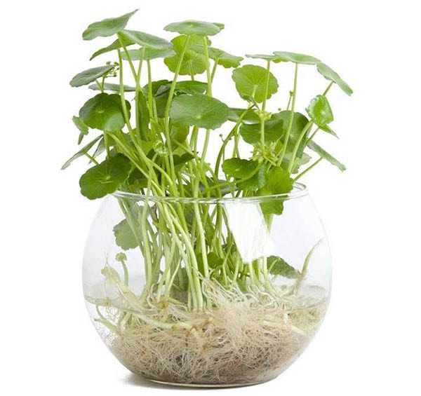 Cách chọn cây rau má thủy sinh để bàn