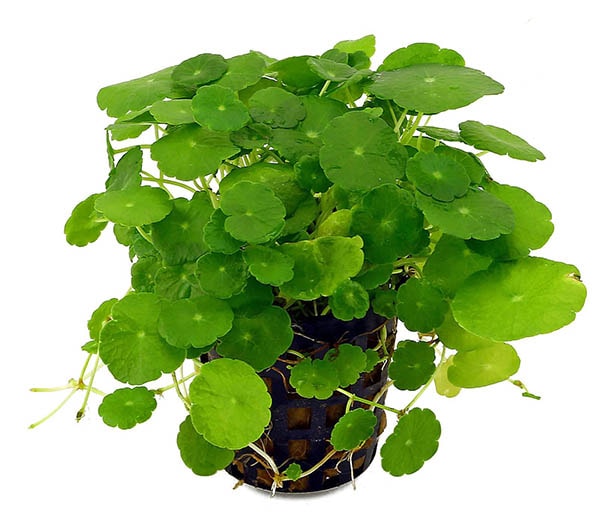 Ý nghĩa phong thủy của cây rau má thủy sinh