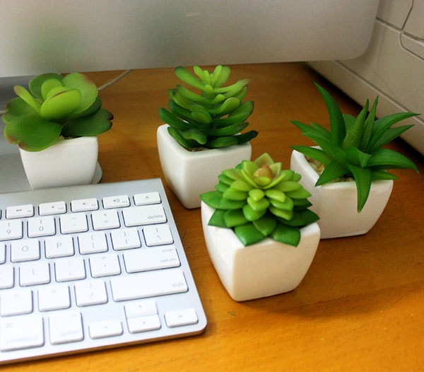 Cây sen đá có đặc điểm gì nổi bật?