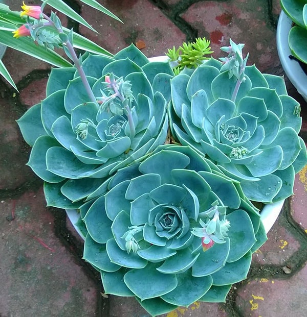 Cách trồng và chăm sóc cây sen đá