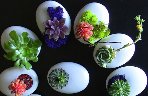 Cây sen đá được ưa dùng để trang trí trên bàn làm việc