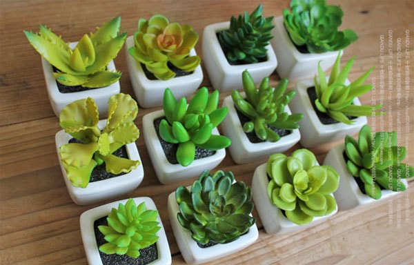 Cây sen đá có lợi ích gì?