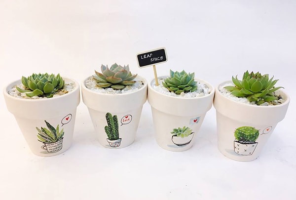 Cách bố trí cây sen đá trong văn phòng