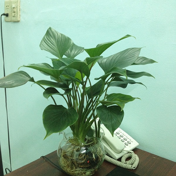 Cách bố trí cây tai phật trong văn phòng