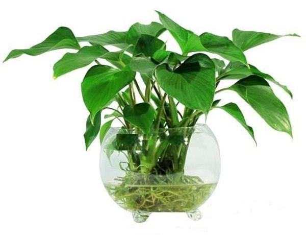 Cây thanh tâm có tác dụng thanh lọc không khí