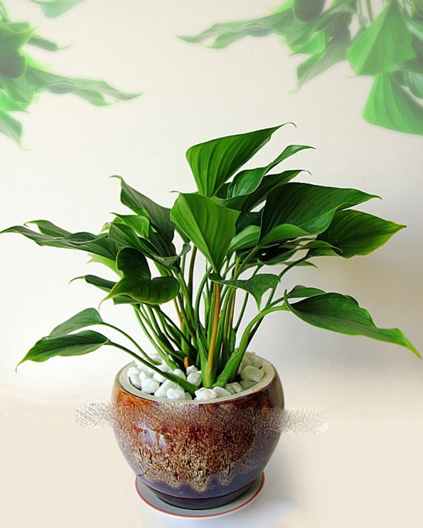 Cây mang ý nghĩa mang đến sự bình lặng trong tâm hồn