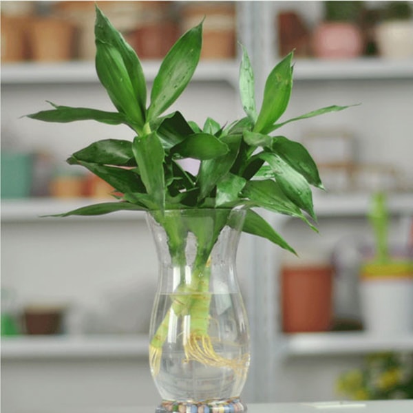 Cây trúc phú quý để bàn làm việc hợp phong thủy