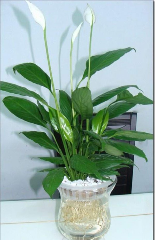 Cây buồm trắng (cây lan ý, huệ hòa bình) để bàn làm việc