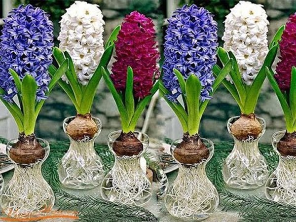 Cây Tiên Ông để bàn làm việc hợp phong thủy