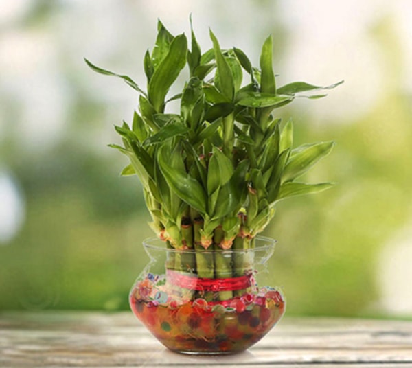 Cây Phất lộc để bàn làm việc hợp phong thủy