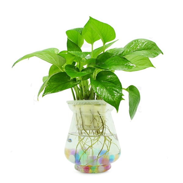 Cây trầu bà đế vương thủy sinh để bàn mệnh Kim