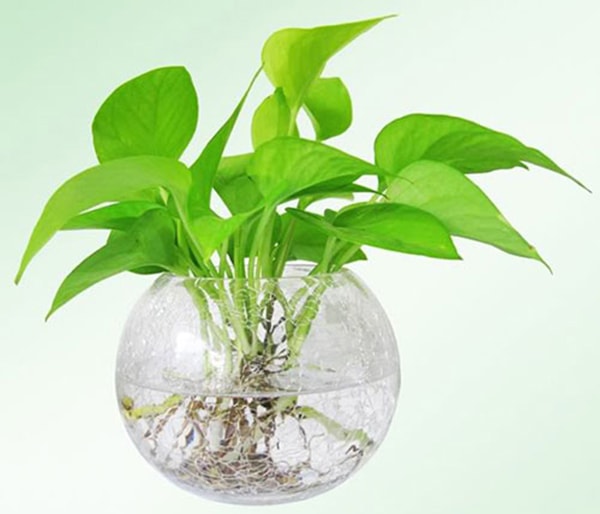 Cây thanh tâm thủy sinh để bàn mệnh Thủy