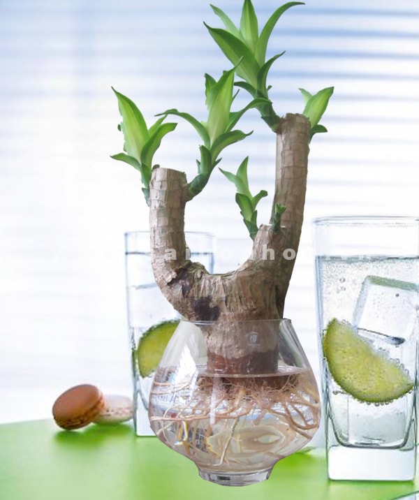 Cây thiết mộc lan thủy sinh để bàn mệnh Thủy