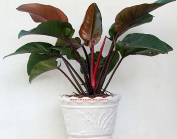 Cách chăm sóc cây Trầu bà đế vương đỏ