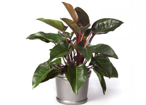 Ý nghĩa cây Trầu bà đế vương đỏ