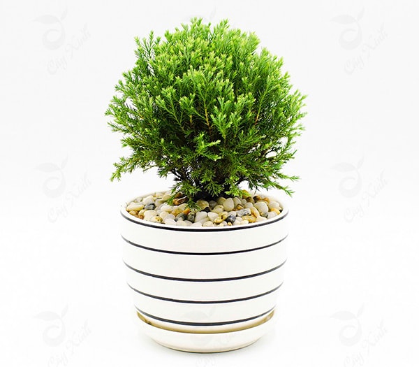 Cây tùng bồng lai để bàn làm việc tuổi Thân