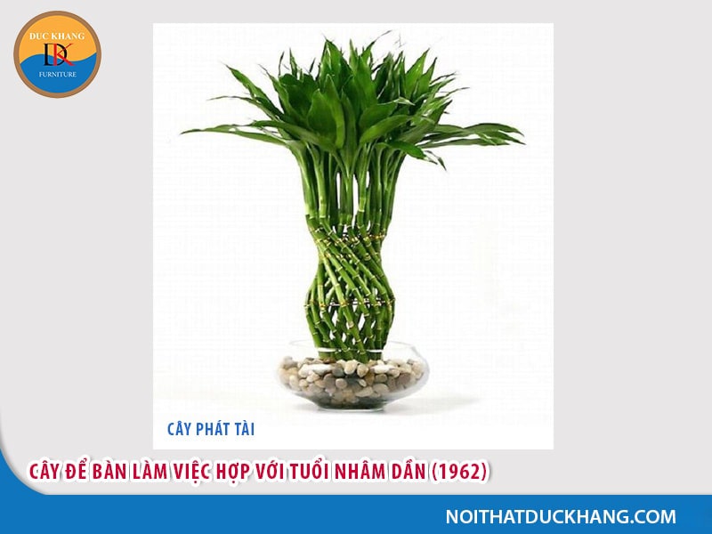 Cây để bàn làm việc tuổi Dần - Nhâm Dần 1962