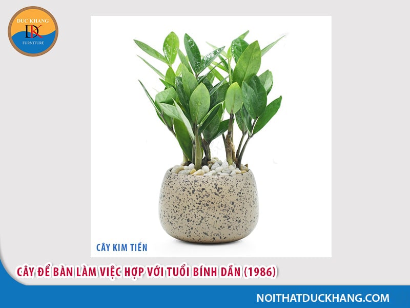 Cây để bàn làm việc tuổi Dần - Bính Dần 1986