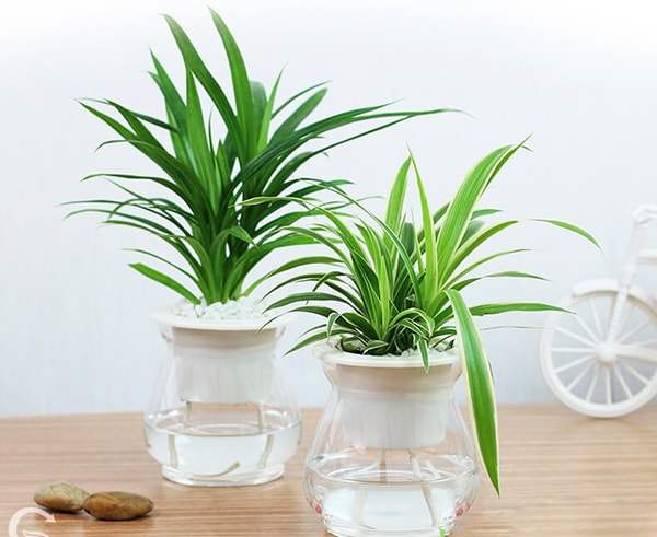 Cây thủy sinh cần rửa rễ sạch sẽ trước khi cho vào bình