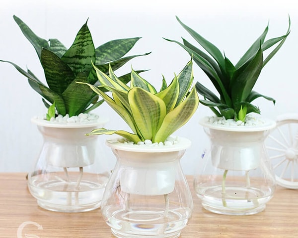 Cắt những phần rễ bị thối mỗi khi thay nước