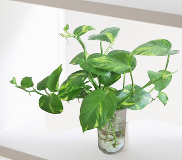 Cách bố trí cây thủy sinh để bàn làm việc hợp phong thủy