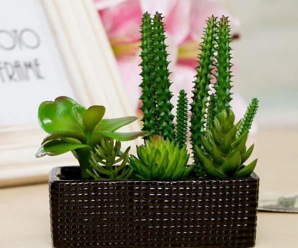 Chậu hoa xương rồng