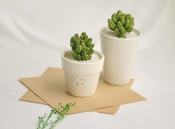 Cây xương rồng có thể trang trí trên bàn làm việc