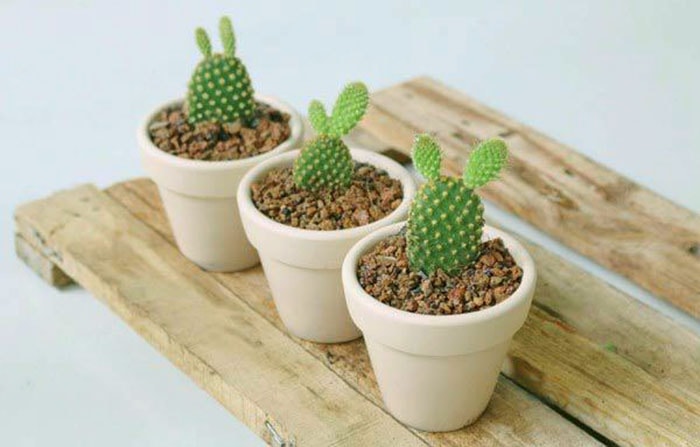 Tuổi nào hợp với cây xương rồng?