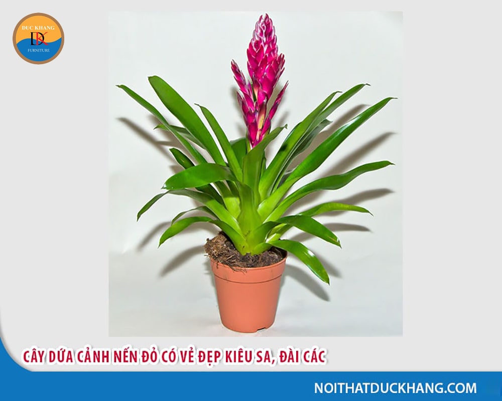 Cây dứa cảnh nến đỏ có vẻ đẹp kiêu sa, đài các