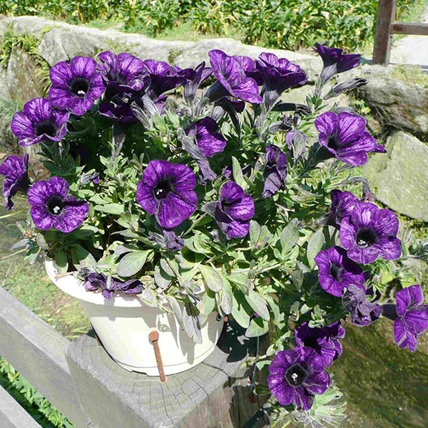 Hoa Cát Cánh biểu tượng cho sự kiên định, vững vàng đương đầu khó khăn.