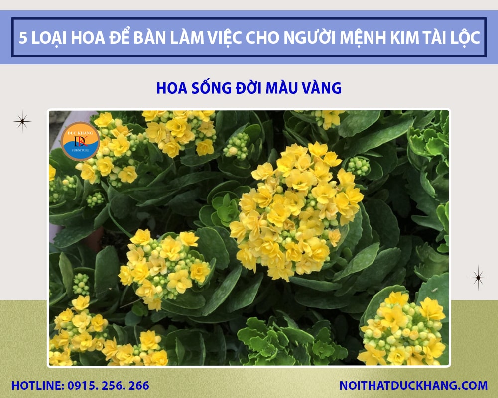 Hoa Sống Đời Màu Vàng - loài hoa có sức sống mãnh liệt