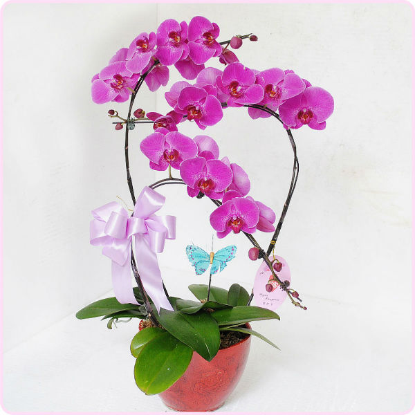 Hoa lan để bàn làm việc cho người mệnh Mộc