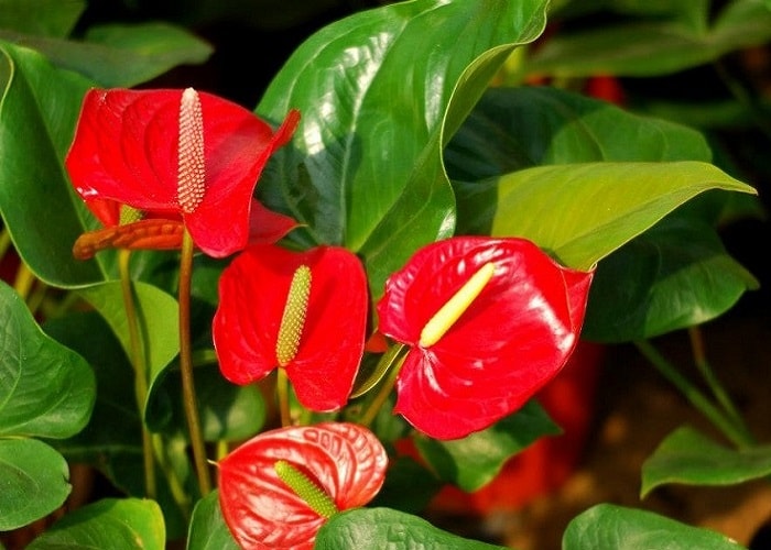 hoa để bàn làm việc hợp tuổi Ngọ là hồng môn đỏ hoặc trắng để cầu may