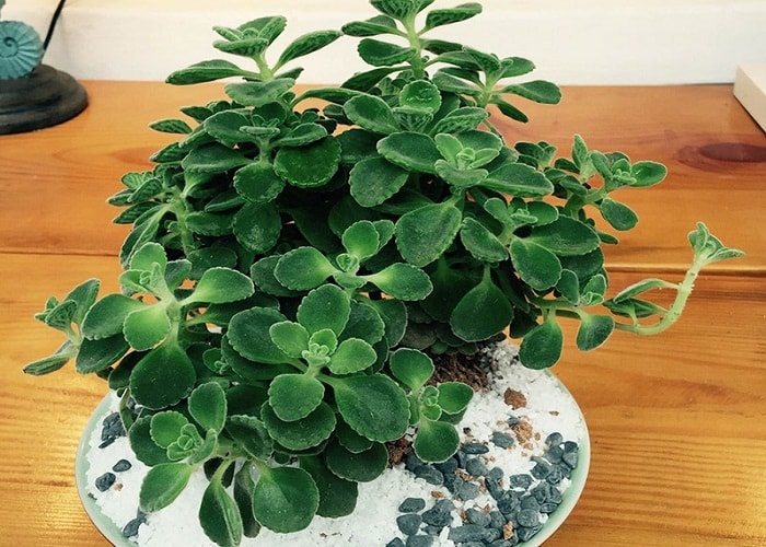 người mệnh Mộc tuổi Kỷ Hợi sinh vào các năm 1959, 2019