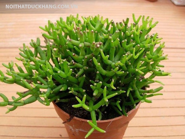 Đặt chậu cây cảnh trên bàn làm việc