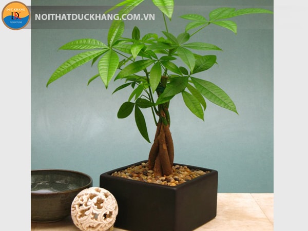 Kim ngân “tiền vàng” đem lại may mắn và giàu có