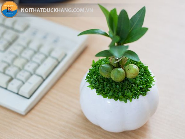 Cây may mắn với hình dáng bắt mắt, đem lại nhiều phúc khí.