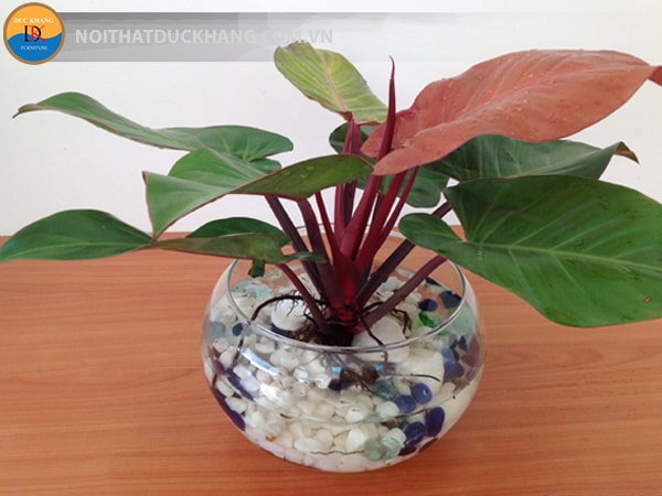 Chậu cây Trầu bà đế vương đỏ