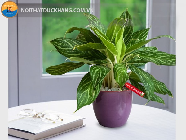 Cây Bạch mã hoàng tử