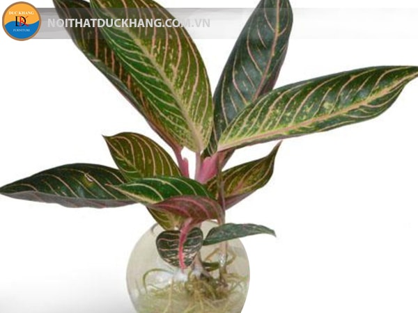 Cây Bao thanh thiên