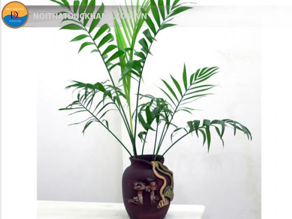 Cây Cau Tiểu Trâm