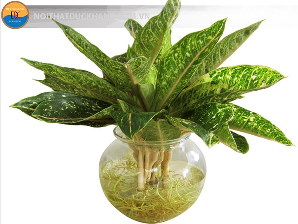 Cây cung điện vàng