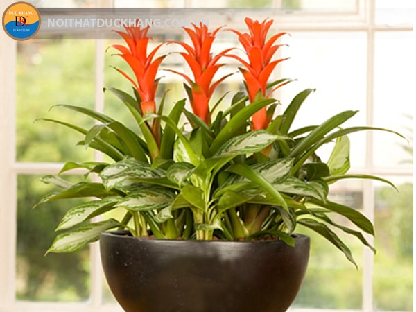 Cây dứa nến đỏ