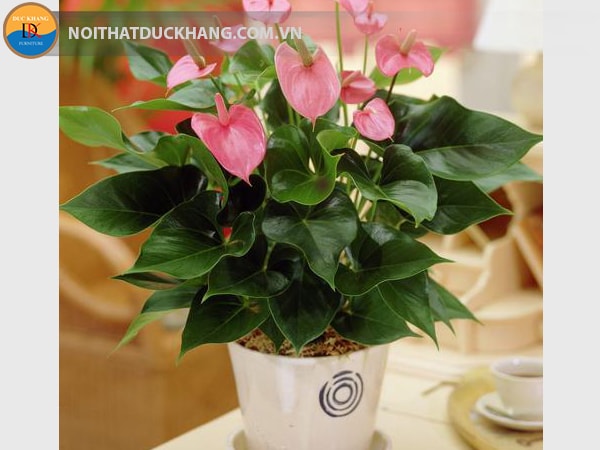 Cây tiểu hồng môn