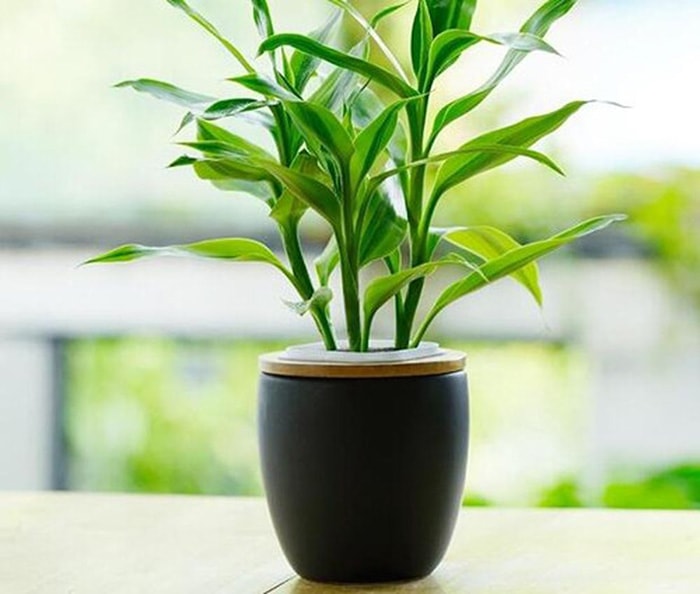 Những đặc điểm cơ bản của cây Trúc Phú Quý