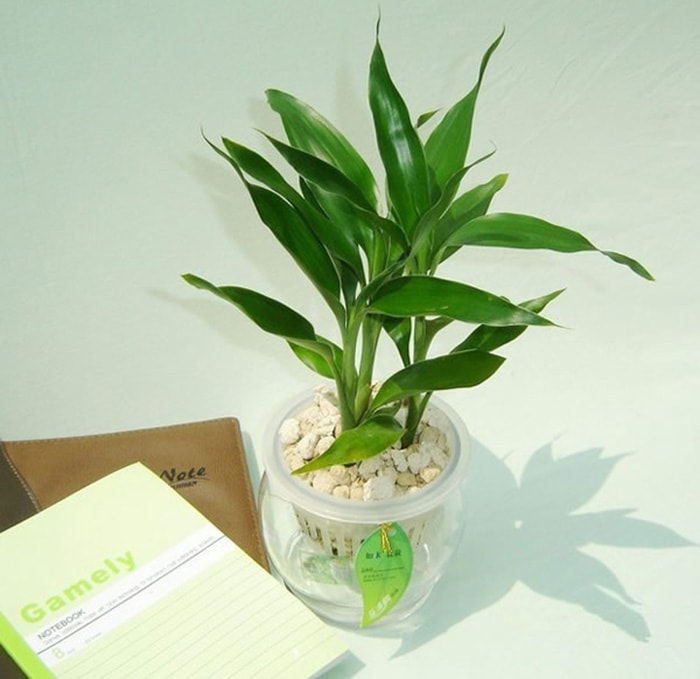 Bí quyết bố trí cây Trúc Phú Quý trên bàn làm việc đem lại tài lộc